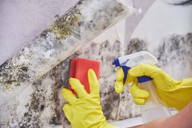 Best Black Mold Removal  in St Augustine, FL